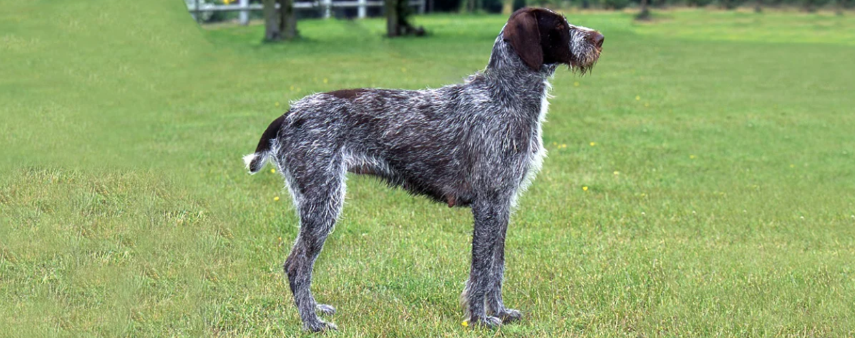 Bohemian Wire-haired Pointing Griffon